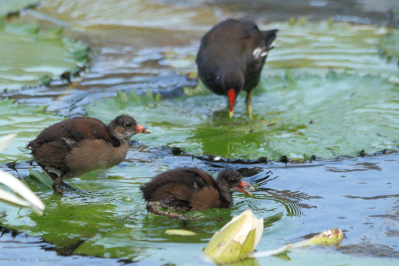 Familie Teichralle (Wilhelma)