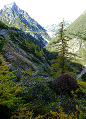 Vom Inntal ins Lechtal. Hahntennjoch. Am Wegesrand ein bemerkenswerter Ameisenbau. © by UdoSm