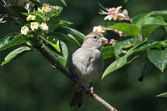 Junger Spatz (Wilhelma)