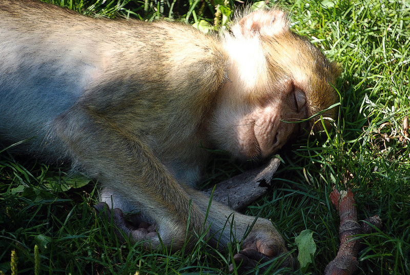 L'heure de la sieste