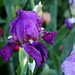 Iris ancien pourpre