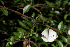 Kohlweißling (Wilhelma)