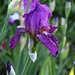 Iris ancien pourpre (2)