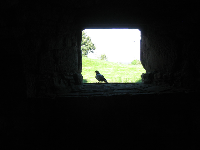 Caerlaverock Pigeon