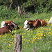 Somnolence digestive ????  Le bonheur est dans le pré