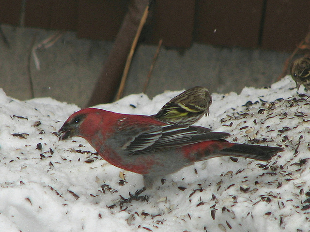 Pine Grosbeak, Pine Siskin