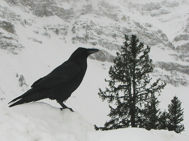 King of the mountain