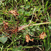 Saxifraga granulata (3)