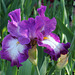 Iris Footlose