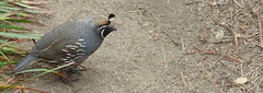 Urban quail stroll