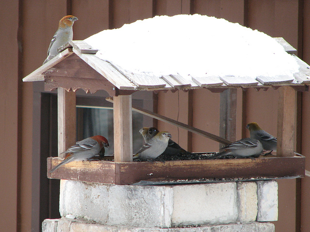 Pine Grosbeaks