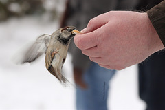 Ein Spatz an der Hand (Wilhelma)