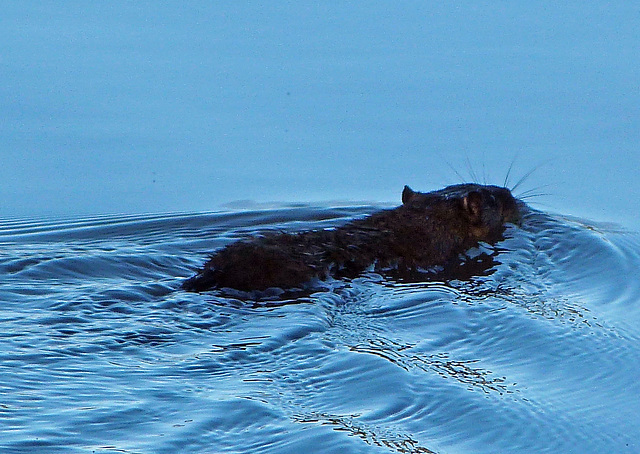 native water rat makes a swift exit