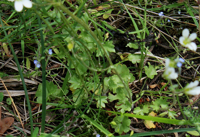Saxifraga granulata (4)
