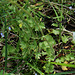 Saxifraga granulata (4)