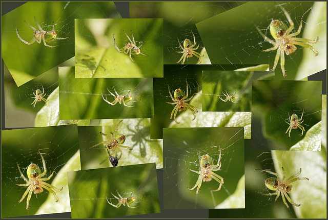 Araignées courge