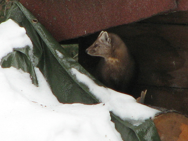 Watchful Pine Marten