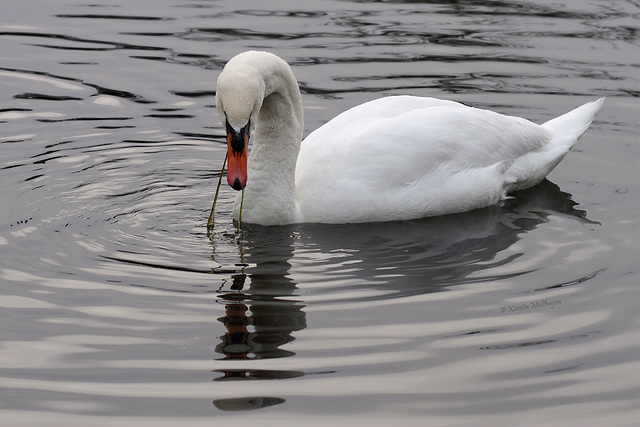 Schwan (Wilhelma)