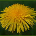 just dandy just dandy
