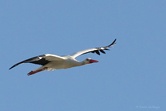 Über der Wilhelma - Storch