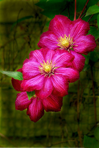 Clematis