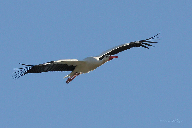 Über der Wilhelma - Storch