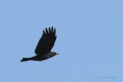 Krähe im Flug (Wilhelma)