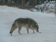 Coyote curiosity