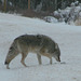 Coyote curiosity