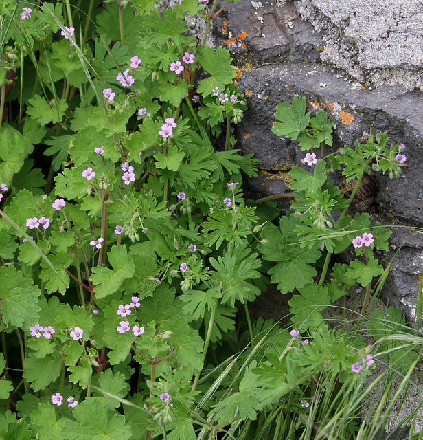 Duo de Geranium, rotundifolium et pusillum