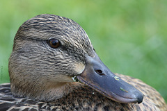 Ente (Wilhelma)