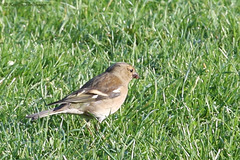 Gefiederter Wilhelmabesucher