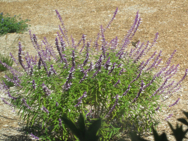 Excitement in the Mexican Bush Sage !