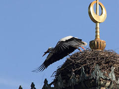 Storch stürzt (Wilhelma)