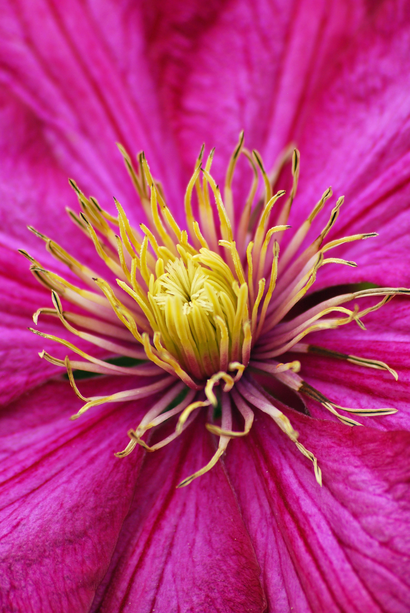 Clematis