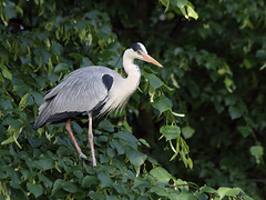 Reiher im Baum (Wilhelma)