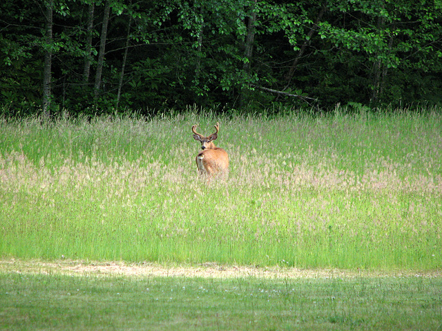 Black tailed Buck