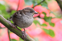 Spatz im Maurischen Garten (Wilhelma)