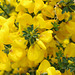 Yellow Tasmanian Flowers .... Ooops!
