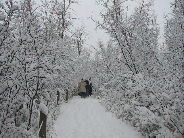 Walking in a winter wonderland