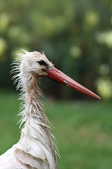 Pudelnasser Storch (Wilhelma)