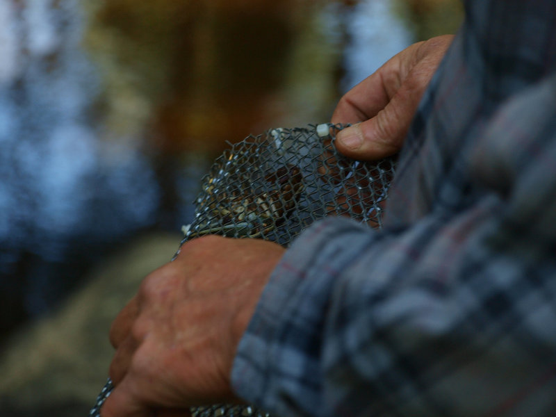checking traps