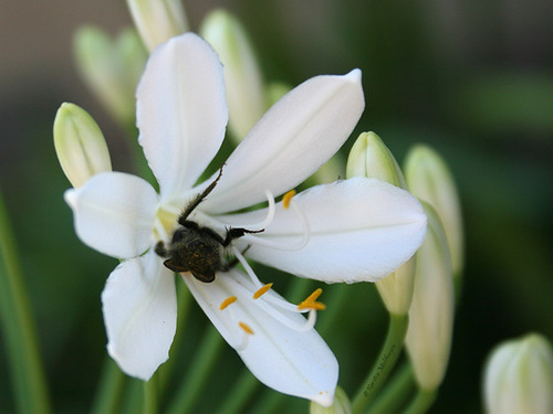 Blume und Biene(?) (Wilhelma)