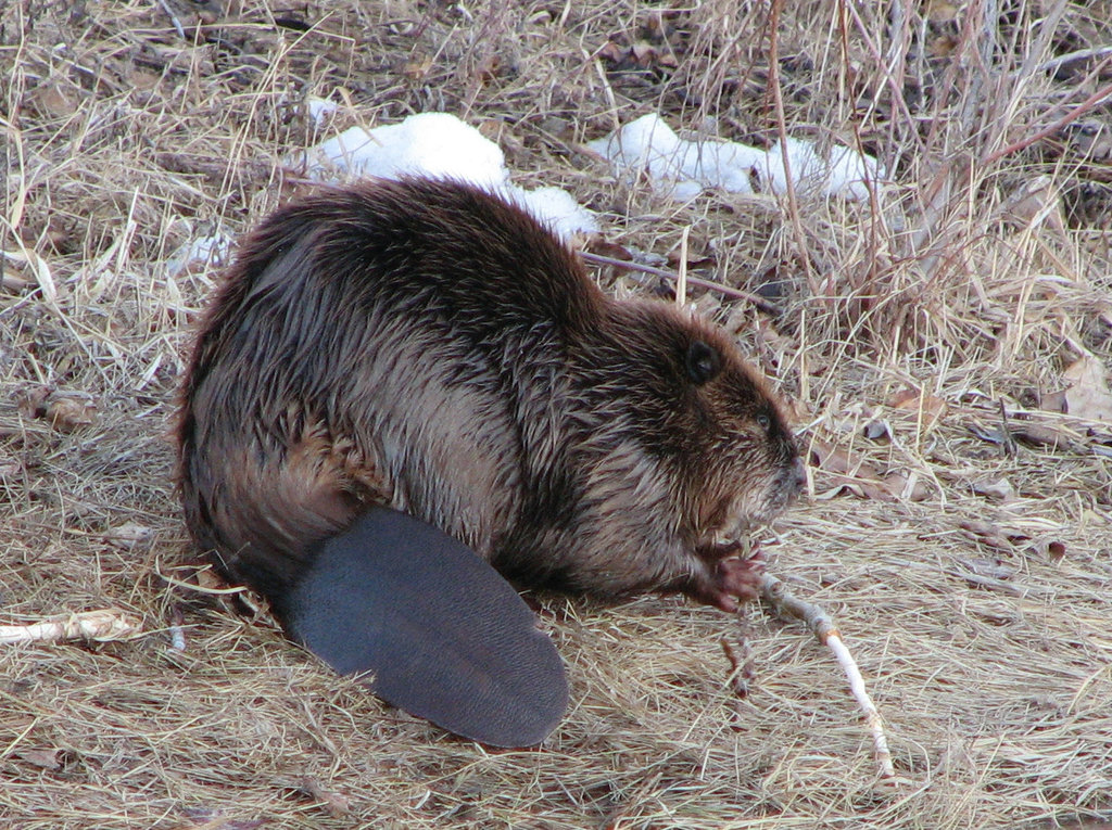 Beaver 1