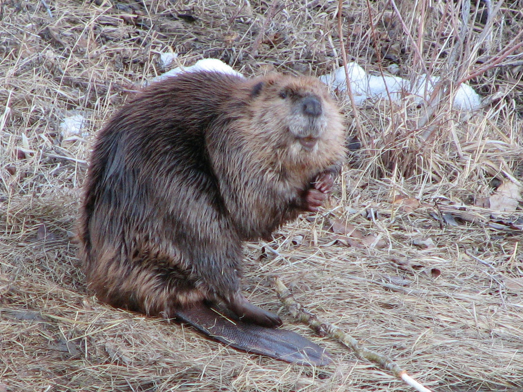 Beaver 2