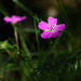 Woodland geranium