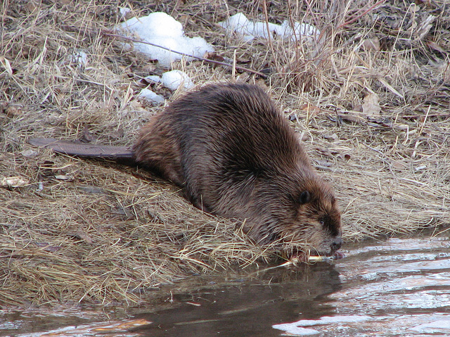 Beaver 4