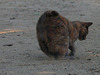 reining kitteh