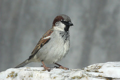 Besuch bei den Eisbären (Wilhelma)