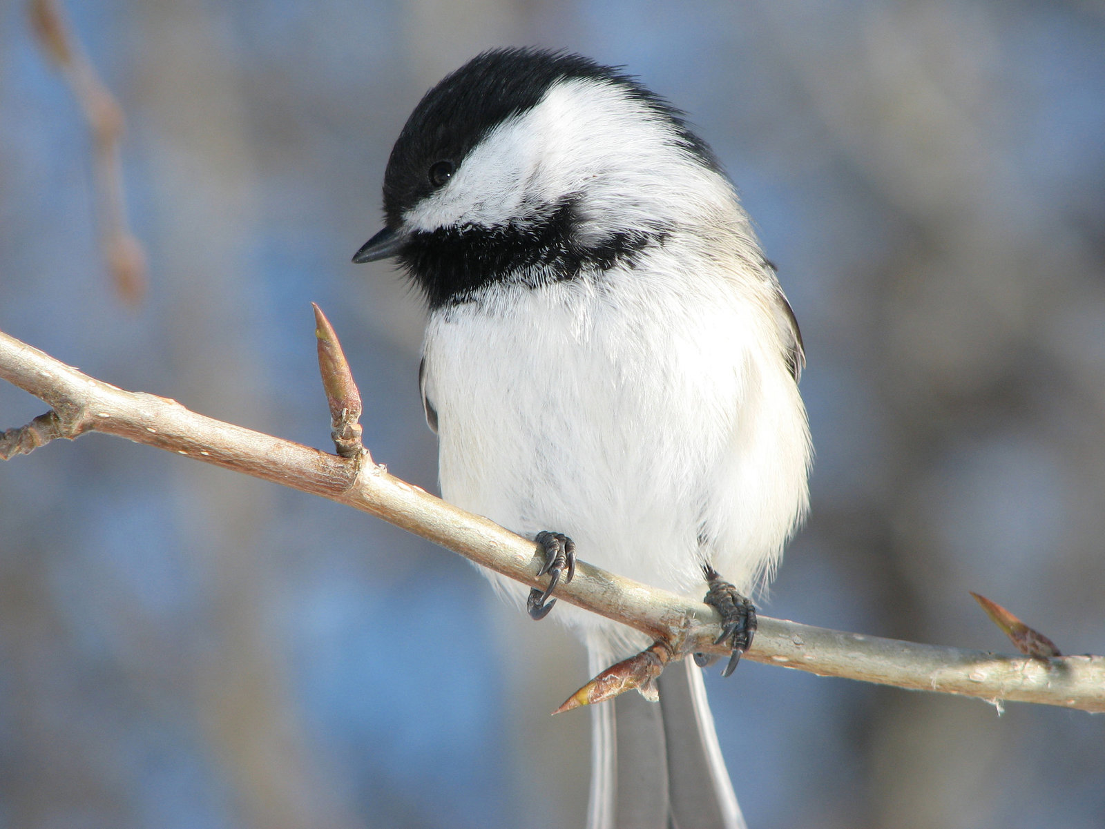 One more Chickadee, of course